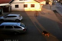 Lidská bestie: Muž uvázal svého psa za auto a rozjel se