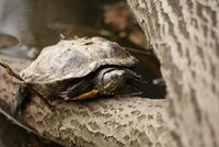 Nechtěné želvy končí v rybnících: Nemají přirozené nepřátele, zabíjí je ale děti!