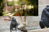 Gorilám v pražské zoo začali betonovat pavilon: Do dvou let budou v novém, daleko od vody
