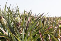 Ananas – jak se pěstuje toto tropické ovoce?