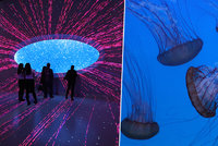 FOTO: V Praze 4 se otevřelo největší medúzárium v Evropě: Domov zde najde i téměř nesmrtelný tvor