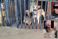 Katka, Zuzana a Zdenka se utopily při záchraně psů z útulku během povodně: Osudný telefonát