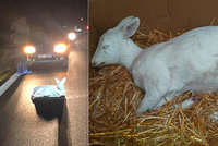 Dramatická záchrana bílé srnky na Plzeňsku: Zvířeti chtěli pomoci řidiči, mělo ale vnitřní zranění