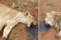 Brutální masakr nevinných lvů: Pytláci jim uřezali tlamy a tlapy