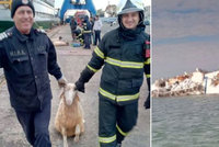 Loď s ovcemi se převrhla kousek od břehu. Záchranáři bojují o život tisíců zvířat