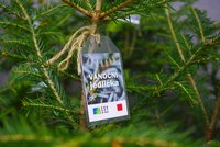 Ekologický vánoční stromek: Lesy hlavního města potřetí prodávají vánoční jedle s budoucností