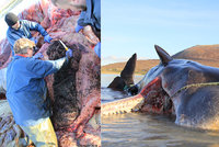 Velryba měla v žaludku 100 kilo „bordelu“ z oceánu. Stav zvířete experty vyděsil