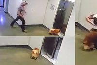 Děsivé video: Pejska za vodítko zachytil výtah: Táhl zvířátko za krk nahoru!