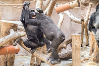 Když se gorily kočkují: Kluci Nuru, Kiburi a Ajabu dospívají, v Zoo Praha dělají pořádný rozruch
