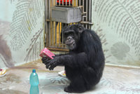 Pro opice chystají v zoo Brno Vánoce: Šimpanzi si rozbalí dárečky pod stromečkem
