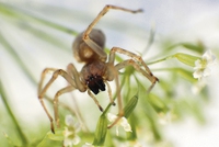 V Česku se přemnožil jedovatý pavouk. Po kousnutí můžete i na čas ochrnout