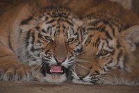 Zákaz tygří lásky: Nepřeje jí zákaz rozšiřování chovu těchto šelem v Česku