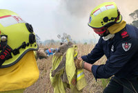 Tragický rozměr australských požárů: Zemřely tisíce koalů, téměř třetina jejich populace