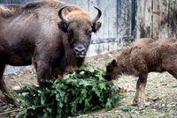 Bohatá vánoční nadílka v pražské zoo: Zvířata si pochutnávají na jedlých dárcích, dostala i stromečky