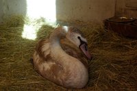 Hororový Silvestr pro labutě v Praze! Jedna uhynula, pět se jich poranilo