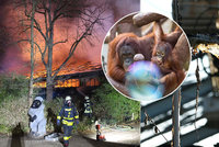 Zvrat ve vyšetřování požáru zoo! Uhořela gorila Massa (†48), Limbo a Bally zázrakem přežili