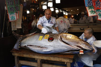 Za tuňáka dal 40 milionů: Majitel sushi řetězce zvítězil v rybí aukci