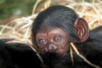 Radost v plzeňské zoo: Po 17 letech se tu narodilo mládě šimpanze! Pavilon je zavřený