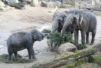 Pichlavá dobrota v pražské zoo! Zvířata si pochutnala na nejslavnějším vánočním stromu Česka