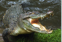 Milan přežil tři týdny mezi krokodýly, v divočině se živil bobulemi
