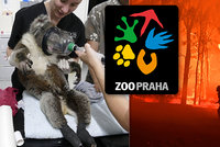 Velká vlna solidarity: Pražská zoo pošle na pomoc Austrálii 13,5 milionou, přispěly ji tisíce lidí