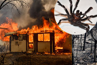 Další rána pro Austrálii. Po požárech a záplavách experti varují před smrtícími pavouky