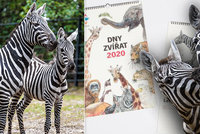 V pražské zoo letos oslaví každý měsíc jiné zvíře: Leden patří zebrám!