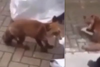 Roztomilá liška dostala přes hřbet hokejkou: Nechutné násilí lidi pobouřilo