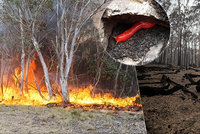 33 mrtvých lidí, sežehnutí klokani a koalové: Obří vyšetřování požárů v Austrálii začíná