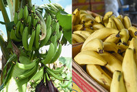 Hrozí nedostatek banánů? Zákeřná nemoc postihla farmy, Australané se bojí o úrodu