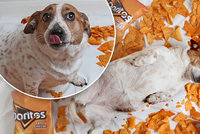 Jack Russell teriér se vyžral sýrovými chipsy na 10 kilo a jde mu o život. Musí držet mrkvovou dietu