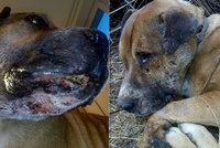 Pro pobavení lidí při ilegálních zápasech umírají psi: Zmrzačený Hector je důkazem kruté reality