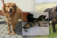 Otřesné týrání: Osm psů v Dubči vyhladovělo na kost! Propadli státu, teď čekají na nové páníčky