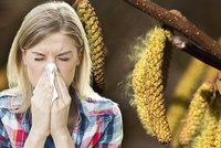 Nová předpověď pro alergiky: Pylový semafor upozorní na to, co zrovna kvete