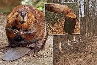 Horňácko terorizují bobři: Hlodavec napadl trnky, pálení slivovice je ohroženo