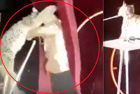 Horor v cirkuse: Rys před očima dětí napadl cvičitele!