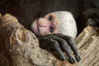 Radost v pražské zoo! Opičí ostrovy mají sněhobílý přírůstek, guerézí máma Lucie porodila 11. mládě