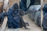VIDEO: Škádlení goril v Zoo Praha: Takhle nejmladší Ajabu provokuje tátu Richarda!