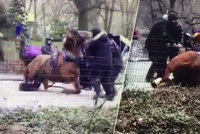 VIDEO: Kůň táhnoucí kočár zkolaboval před očima turistů! Aktivisté volají po zákazu