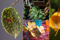 Na orchideje s lupou: V Botanické zahradě vystavují vzácné a drahé miniaturní rostliny