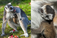 V Zoo Praha se narodil malý lemur: Poctivě pije a drží se mámy