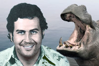 Kuriózní dědictví Pabla Escobara: Kokainoví hroši devastují ekosystém, hrozí útoky na lidi