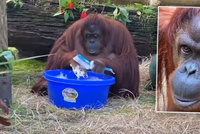 Orangutan si na videu myje ruce: Umí to líp než vy?