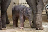VIDEO: Slonice Tamara v pražské zoo porodila holčičku! Podívejte se na její první okamžiky