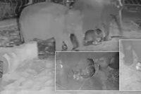 VIDEO: Takhle se narodila sloní holčička! Porod zachytily kamery v pražské zoo