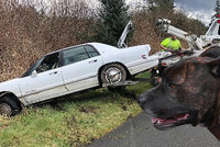 Policisté honili auto se psem za volantem: Zfetovaný majitel měl bizarní výmluvu
