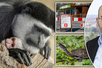 Zavřená Zoo Praha tratí miliony, nesvá jsou i zvířata. „Návštěvníci jsou pro ně rozptýlení,“ říká ředitel Bobek