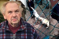 Šokující podívaná: Majitel se přetahuje o kozu se svými psy. Nehoda, nebo zvrácená zábava?