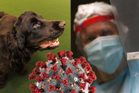 Koronavirus se dá vyčenichat? Psi by mohli pomáhat s odhalováním nakažených, tvrdí vědci