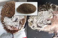 Rozvášněný ježek uvízl v betonu na Vinohradech. Bodlináče vysvobozovali a čistili hodiny
